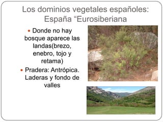 Los dominios vegetales españoles:
     España “Eurosiberiana
   Donde no hay
  bosque aparece las
    landas(brezo,
    enebro, tojo y
       retama)
 Pradera: Antrópica.
  Laderas y fondo de
        valles
 
