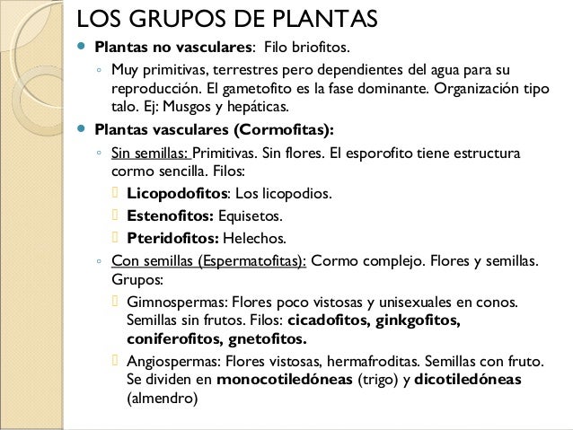 musgo planta no vascular 31 hepáticas planta no vascular licopodios musgo planta no vascular 31 hepáticas planta no vascular licopodios