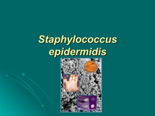 Tema 6.staphylococcus