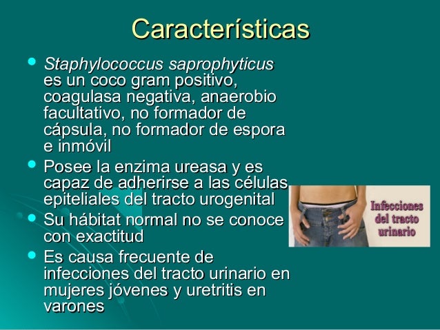 Resultado de imagen para fotos de staphylococcus saprophyticus