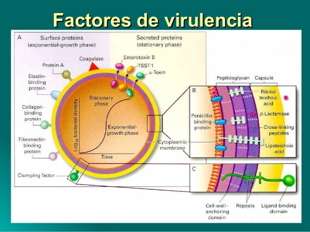 Tema 6.staphylococcus