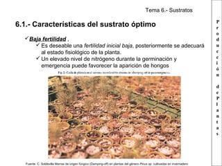 Tema 6.- Sustratos

6.1.- Características del sustrato óptimo
Baja fertilidad ,
 Es deseable una fertilidad inicial baja, posteriormente se adecuará
al estado fisiológico de la planta.
 Un elevado nivel de nitrógeno durante la germinación y
emergencia puede favorecer la aparición de hongos

P
r
o
d
u
c
c
i
ó
n
d
e
P
l
a
n
t
a
s

Fuente: C. Soldevilla Marras de origen fúngico (Damping-off) en plantas del género Pinus sp. cultivadas en invernadero

 