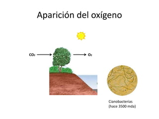 Aparición del oxígeno
CO2 O2
Cianobacterias
(hace 3500 mda)
 