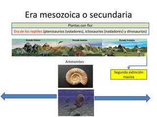 Era mesozoica o secundaria
Era de los reptiles (pterosaurios (voladores), ictiosaurios (nadadores) y dinosaurios)
Segunda extinción
masiva
Ammonites
Plantas con flor
 