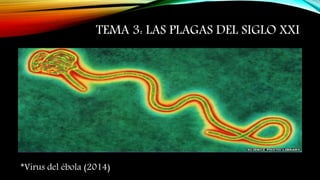 TEMA 3: LAS PLAGAS DEL SIGLO XXI 
*Virus del ébola (2014) 
 