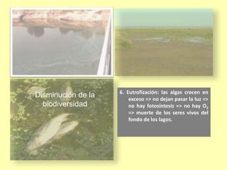 Disminución de la
biodiversidad
6. Eutrofización: las algas crecen en
exceso => no dejan pasar la luz =>
no hay fotosíntesis => no hay O2
=> muerte de los seres vivos del
fondo de los lagos.
 