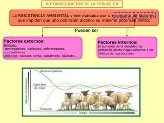 AUTORREGULACIÓN DE LA POBLACIÓN
La RESISTENCIA AMBIENTAL viene marcada por un conjunto de factores
que impiden que una población alcance su máximo potencial biótico
Factores externos:
Bióticos:
depredadores, parásitos, enfermedades,
competidores
Abióticos: escasez, clima, catástrofes, hábitats, …
Factores internos:
El aumento de la densidad de
población afecta negativamente a los
hábitos de reproducción
Pueden ser
 