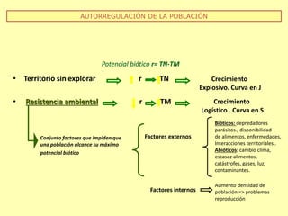 • Territorio sin explorar r TN
• Resistencia ambiental r TM
AUTORREGULACIÓN DE LA POBLACIÓN
Potencial biótico r= TN-TM
Crecimiento
Explosivo. Curva en J
Crecimiento
Logístico . Curva en S
Conjunto factores que impiden que
una población alcance su máximo
potencial biótico
Factores externos
Factores internos
Bióticos: depredadores
parásitos., disponibilidad
de alimentos, enfermedades,
Interacciones territoriales .
Abióticos: cambio clima,
escasez alimentos,
catástrofes, gases, luz,
contaminantes.
Aumento densidad de
población => problemas
reproducción
 