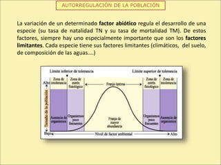 AUTORREGULACIÓN DE LA POBLACIÓN
La variación de un determinado factor abiótico regula el desarrollo de una
especie (su tasa de natalidad TN y su tasa de mortalidad TM). De estos
factores, siempre hay uno especialmente importante que son los factores
limitantes. Cada especie tiene sus factores limitantes (climáticos, del suelo,
de composición de las aguas….)
 