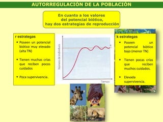En cuanto a los valores
del potencial biótico,
hay dos estrategias de reproducción
r estrategas
 Poseen un potencial
biótico muy elevado
(alta TN)
 Tienen muchas crías
que reciben pocos
cuidados
 Poca supervivencia.
k estrategas
 Poseen un
potencial biótico
bajo (menor TN)
 Tienen pocas crías
que reciben
muchos cuidados.
 Elevada
supervivencia.
AUTORREGULACIÓN DE LA POBLACIÓN
 