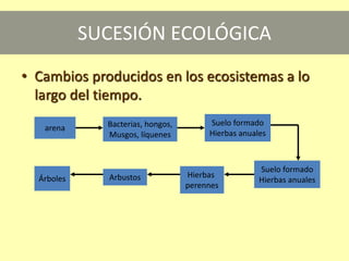 SUCESIÓN ECOLÓGICA
• Cambios producidos en los ecosistemas a lo
largo del tiempo.
arena Bacterias, hongos,
Musgos, líquenes
Suelo formado
Hierbas anuales
Suelo formado
Hierbas anuales
Hierbas
perennes
ArbustosÁrboles
 