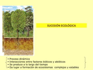  Proceso dinámico
 Interacciones entre factores bióticos y abióticos
 Se produce a lo largo del tiempo
 Da lugar a formación de ecosistemas complejos y estables
SUCESIÓN ECOLÓGICA
 