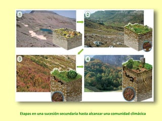 Etapas en una sucesión secundaria hasta alcanzar una comunidad climácica
 