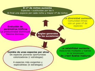 Evolución de
parámetros tróficos
La productividad disminuye
Máxima biomasa. Reglas generales
de las sucesiones
La diversidad aumenta
Comunidad clímax
con un gran nº de
especies
La estabilidad aumenta
Relaciones múltiples y fuertes
en la biocenosis.
Se crean Suelos maduros
Cambio de unas especies por otras
De especies pioneras oportunistas
colonizadoras (r estrategas)
A especies más exigentes y
especialistas (k estrategas)
El nº de nichos aumenta
Especies r sustituidas por las k
Al final una especie por cada nicho y mayor nº de nichos
 