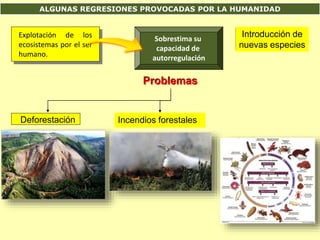 ALGUNAS REGRESIONES PROVOCADAS POR LA HUMANIDAD
Explotación de los
ecosistemas por el ser
humano.
Sobrestima su
capacidad de
autorregulación
ProblemasProblemas
Deforestación Incendios forestales
Introducción de
nuevas especies
 