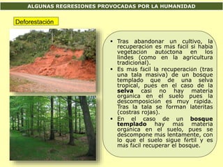 ALGUNAS REGRESIONES PROVOCADAS POR LA HUMANIDAD
Deforestación
 Tras abandonar un cultivo, la
recuperación es más fácil si había
vegetación autóctona en los
lindes (como en la agricultura
tradicional).
 Es más fácil la recuperación (tras
una tala masiva) de un bosque
templado que de una selva
tropical, pues en el caso de la
selva casi no hay materia
orgánica en el suelo pues la
descomposición es muy rápida.
Tras la tala se forman lateritas
(costras rojas).
 En el caso de un bosque
templado hay más materia
orgánica en el suelo, pues se
descompone más lentamente, con
lo que el suelo sigue fértil y es
más fácil recuperar el bosque.
 