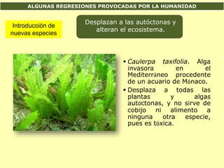 ALGUNAS REGRESIONES PROVOCADAS POR LA HUMANIDAD
Introducción de
nuevas especies
Desplazan a las autóctonas y
alteran el ecosistema.
 Caulerpa taxifolia. Alga
invasora en el
Mediterráneo procedente
de un acuario de Mónaco.
 Desplaza a todas las
plantas y algas
autóctonas, y no sirve de
cobijo ni alimento a
ninguna otra especie,
pues es tóxica.
 