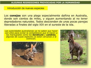 ALGUNAS REGRESIONES PROVOCADAS POR LA HUMANIDAD
Introducción de nuevas especies
Las autoridades australianas ya no saben qué hacer
con ellos para evitar la competencia que le hacen a
los marsupiales como los bandicuts y ualabíes,
algunas de cuyas especies ya están cercanas a la
extinción.
Los conejos son una plaga especialmente dañina en Australia,
donde son cientos de miles, y siguen aumentando al no tener
depredadores naturales. Todos descienden de unas pocas parejas
liberadas a finales del siglo XIX en el sureste de la isla.
 