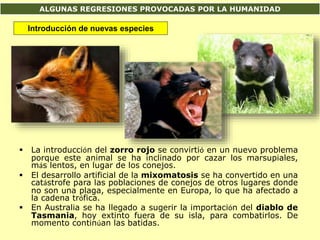 ALGUNAS REGRESIONES PROVOCADAS POR LA HUMANIDAD
 La introducción del zorro rojo se convirtió en un nuevo problema
porque este animal se ha inclinado por cazar los marsupiales,
más lentos, en lugar de los conejos.
 El desarrollo artificial de la mixomatosis se ha convertido en una
catástrofe para las poblaciones de conejos de otros lugares donde
no son una plaga, especialmente en Europa, lo que ha afectado a
la cadena trófica.
 En Australia se ha llegado a sugerir la importación del diablo de
Tasmania, hoy extinto fuera de su isla, para combatirlos. De
momento continúan las batidas.
Introducción de nuevas especies
 