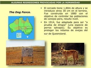 ALGUNAS REGRESIONES PROVOCADAS POR LA HUMANIDAD
 El cercado tiene 1,80m de altura y se
introduce otros 30 cm en el terreno.
Fue construida en 1880 con el
objetivo de controlar las poblaciones
de conejos pero, resultó inútil.
 En 1914, fue adaptada para ser "a
prueba de dingos" (una especie de
perros salvajes). Su objetivo es
proteger los rebaños de ovejas del
sur de Queensland.
The Dog Fence.
 