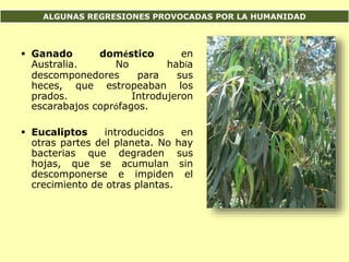 ALGUNAS REGRESIONES PROVOCADAS POR LA HUMANIDAD
 Ganado doméstico en
Australia. No había
descomponedores para sus
heces, que estropeaban los
prados. Introdujeron
escarabajos coprófagos.
 Eucaliptos introducidos en
otras partes del planeta. No hay
bacterias que degraden sus
hojas, que se acumulan sin
descomponerse e impiden el
crecimiento de otras plantas.
 