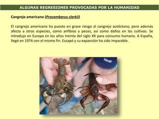 ALGUNAS REGRESIONES PROVOCADAS POR LA HUMANIDAD
Cangrejo americano (Procambarus clarkii)
El cangrejo americano ha puesto en grave riesgo al cangrejo autóctono, pero además
afecta a otras especies, como anfibios y peces, así como daños en los cultivos. Se
introdujo en Europa en los años treinta del siglo XX para consumo humano. A España,
llegó en 1974 con el mismo fin. Escapó y su expansión ha sido imparable.
 