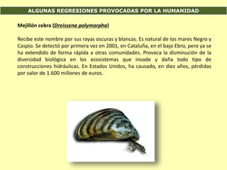 ALGUNAS REGRESIONES PROVOCADAS POR LA HUMANIDAD
Mejillón cebra (Dreissena polymorpha)
Recibe este nombre por sus rayas oscuras y blancas. Es natural de los mares Negro y
Caspio. Se detectó por primera vez en 2001, en Cataluña, en el bajo Ebro, pero ya se
ha extendido de forma rápida a otras comunidades. Provoca la disminución de la
diversidad biológica en los ecosistemas que invade y daña todo tipo de
construcciones hidráulicas. En Estados Unidos, ha causado, en diez años, pérdidas
por valor de 1.600 millones de euros.
 