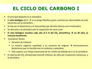 EL CICLO DEL CARBONO I
 El principal depósito es la atmósfera
 El ciclo biológico del C  es la propia Biosfera quien controla los intercambios de este
elemento con la atmósfera …
 Se fija por la fotosíntesis y el intercambio por difusión directa con la hidrosfera
 Se devuelve a la atmósfera por la respiración de seres vivos
 El ciclo biológico moviliza cada año el 5 % del CO2 atmosférico  en 20 años se
renueva totalmente.
 Sumideros fósiles:
 Almacén de Carbono
 La materia orgánica sepultada y en ausencia de oxígeno  fermentaciones
bacterianas que la transforman en carbones y petróleos
 Esto supone una rebaja importante de los niveles de dióxido de C en la atmósfera
 El retorno del CO2 almacenado durante millones de años por erupciones volcánicas, a
la atmósfera.
 