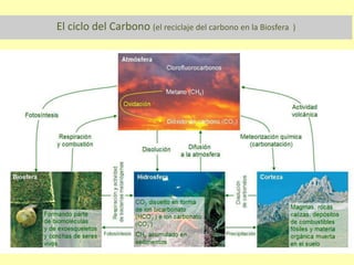 El ciclo del Carbono (el reciclaje del carbono en la Biosfera )
 