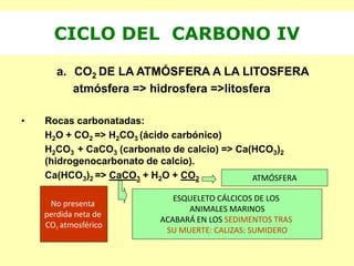 a. CO2 DE LA ATMÓSFERA A LA LITOSFERA
atmósfera => hidrosfera =>litosfera
• Rocas carbonatadas:
H2O + CO2 => H2CO3 (ácido carbónico)
H2CO3 + CaCO3 (carbonato de calcio) => Ca(HCO3)2
(hidrogenocarbonato de calcio).
Ca(HCO3)2 => CaCO3 + H2O + CO2
CICLO DEL CARBONO IV
ESQUELETO CÁLCICOS DE LOS
ANIMALES MARINOS
ACABARÁ EN LOS SEDIMENTOS TRAS
SU MUERTE: CALIZAS: SUMIDERO
ATMÓSFERA
No presenta
perdida neta de
CO2 atmosférico
 