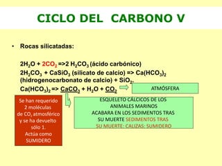 CICLO DEL CARBONO V
• Rocas silicatadas:
2H2O + 2CO2 =>2 H2CO3 (ácido carbónico)
2H2CO3 + CaSiO3 (silicato de calcio) => Ca(HCO3)2
(hidrogenocarbonato de calcio) + SiO2.
Ca(HCO3)2 => CaCO3 + H2O + CO2
ESQUELETO CÁLCICOS DE LOS
ANIMALES MARINOS
ACABARA EN LOS SEDIMENTOS TRAS
SU MUERTE SEDIMENTOS TRAS
SU MUERTE: CALIZAS: SUMIDERO
ATMÓSFERA
Se han requerido
2 moléculas
de CO2 atmosférico
y se ha devuelto
sólo 1.
Actúa como
SUMIDERO
 
