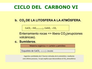 b. CO2 DE LA LITOSFERA A LA ATMÓSFERA.
Enterramiento rocas => libera CO2(erupciones
volcánicas).
c. Sumideros.
CICLO DEL CARBONO VI
CaCO3 + SiO2 CaSiO3 + CO2
Materia orgánica => carbón y petróleo
Esqueleto de CaCO3 CALIZAS
Ingentes cantidades de C fueron retiradas de la atmósfera mediante
este último proceso, lo que explica que descendiese el CO2 atmosférico
 