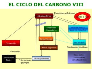 EL CICLO DEL CARBONO VIII
CO2 atmosférico
Fotosíntesis
Productores
Difusión directa:
paso a la hidrosfera
Consumidores
Restos orgánicos
DescomponedoresCombustibles
fósiles Enterramiento
geológico
Extracción
Combustión CO2 disuelto
Ecosistemas acuáticos
Rocas calizas
carbonatadas
y silicatos cálcicos
Ciclo de la rocas
Erupciones volcánicas
 