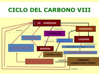 CICLO DEL CARBONO VIII
CO2 ATMÓSFERA
BIOSFERA
FOTOSÍNTESIS
RESPIRACIÓN
RESTOS DE
MATERIA ÓRGANICA
DESCOMPOSICIÓN
SUMIDERO
COMBUSTIBLES FÓSILES
ANAERÓBICAS
LITOSFERA
CaCO3 + SiO2 => CaSiO3 + CO2
ERUPCIONES VOLCÁNICAS
X el proceso de
Se acumula en la
desprenden
HIDROSFERA
Enterramiento rocas
combustión
ESQUELETO CÁLCICO
ORGANISMO MARINOS
SUMIDERO: CALIZA
 
