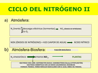 CICLO DEL NITRÓGENO II
a) Atmósfera:
b) Atmósfera-Biosfera:
N2 (inerte) descargas eléctricas (tormentas) NOX (ÓXIDOS DE NITRÓGENO)
y/o O2
NOX (ÓXIDOS DE NITRÓGENO) + H2O (VAPOR DE AGUA) ÁCIDO NÍTRICO
N2 ATMOSFÉRICO NITRATOS NO-
3
FIJACIÓN BIOLÓGICA
PLANTAS
•BACTERIAS VIDA LIBRE: AZOTOBACTER (SUELO). CIANOBACTERIAS (Nostoc) (FITOPLANCTÓN)
•BACTERIAS SIMBIÓTICAS CON LAS RAÍCES LEGUMINOSAS: RHIZOBIUM.
•HONGOS: FRANKIA, FORMA NÓDULOS RADICULARES CON EL ALISO, ÁRBOL DEL PARAISO,
 