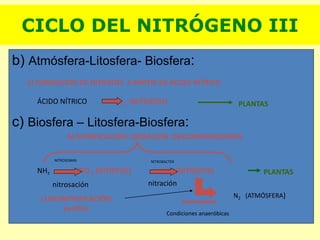 b) Atmósfera-Litosfera- Biosfera:
c) Biosfera – Litosfera-Biosfera:
NH3 NO-
2 (NITRITOS) NO-
3 (NITRATOS)
NITROSOMAS NITROBACTER
PLANTAS
b) NITRIFICACIÓN: OXIDACIÓN. DESCOMPONEDORES
ÁCIDO NÍTRICO NO-
3 (NITRATOS) PLANTAS
a) FORMACIÓN DE NITRATOS A PARTIR DE ÁCIDO NÍTRICO
CICLO DEL NITRÓGENO III
nitrosación nitración
N2 (ATMÓSFERA)
PSEUDOMONAS
Condiciones anaeróbicas
c) DESNITRIFICACIÓN:
perdida
 