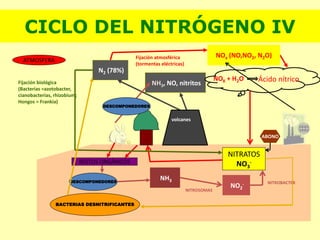 N2 (78%)
ATMOSFERA
NITROSOMAS
NITRATOS
NO3
-RESTOS ORGÁNICOS
DESCOMPONEDORES
BACTERIAS DESNITRIFICANTES
CICLO DEL NITRÓGENO IV
NH3, NO, nitritos
DESCOMPONEDORES
NOx (NO,NO2, N2O)Fijación atmosférica
(tormentas eléctricas)
NOX + H2O Ácido nítrico
volcanes
Fijación biológica
(Bacterias =azotobacter,
cianobacterias, rhizobium;
Hongos = Frankia)
NH3
NO2
- NITROBACTER
ABONO
 
