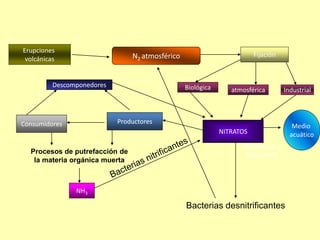 N2 atmosférico Fijación
Industrial
NITRATOS
atmosféricaBiológica
ProductoresConsumidores
Descomponedores
Disolución y
transporte
Medio
acuático
Procesos de putrefacción de
la materia orgánica muerta
NH3
Bacterias desnitrificantes
Erupciones
volcánicas
 