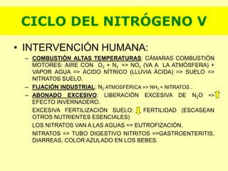 • INTERVENCIÓN HUMANA:
– COMBUSTIÓN ALTAS TEMPERATURAS: CÁMARAS COMBUSTIÓN
MOTORES: AIRE CON O2 + N2 => NO2 (VA A LA ATMÓSFERA) +
VAPOR AGUA => ÁCIDO NÍTRICO (LLUVIA ÁCIDA) => SUELO =>
NITRATOS SUELO.
– FIJACIÓN INDUSTRIAL: N2 ATMOSFÉRICA => NH3 + NITRATOS .
– ABONADO EXCESIVO: LIBERACIÓN EXCESIVA DE N2O =>
EFECTO INVERNADERO.
EXCESIVA FERTILIZACIÓN SUELO: FERTILIDAD (ESCASEAN
OTROS NUTRIENTES ESENCIALES)
LOS NITRATOS VAN A LAS AGUAS => EUTROFIZACIÓN.
NITRATOS => TUBO DIGESTIVO NITRITOS =>GASTROENTERITIS,
DIARREAS, COLOR AZULADO EN LOS BEBES.
CICLO DEL NITRÓGENO V
 