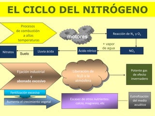 EL CICLO DEL NITRÓGENO
Procesos
de combustión
a altas
temperaturas
motores
Reacción de N2 y O2
NO2
+ vapor
de agua
Ácido nítricoLluvia ácidaNitratos
Suelo
Fijación industrial
y
abonado excesivo
Liberación de
N2O a la
atmósfera
Potente gas
de efecto
invernadero
Fertilización excesiva
Aumenta el crecimiento vegetal
Escasez de otros nutrientes:
calcio, magnesio, etc
Eutrofización
del medio
acuático
 