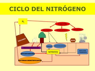 N2
FIJACIÓN
BIOLÓGICA ATMOSFÉRICA INDUSTRIAL
ABONO
SIMBIOSIS MICROORGANISMOS
NITRATOS
RESTOS ORGÁNICOS
DESCOMPONEDORES
DISOLUCIÓN
Y TRANSPORTE
BACTERIAS DESNITRIFICANTES
CICLO DEL NITRÓGENO
 