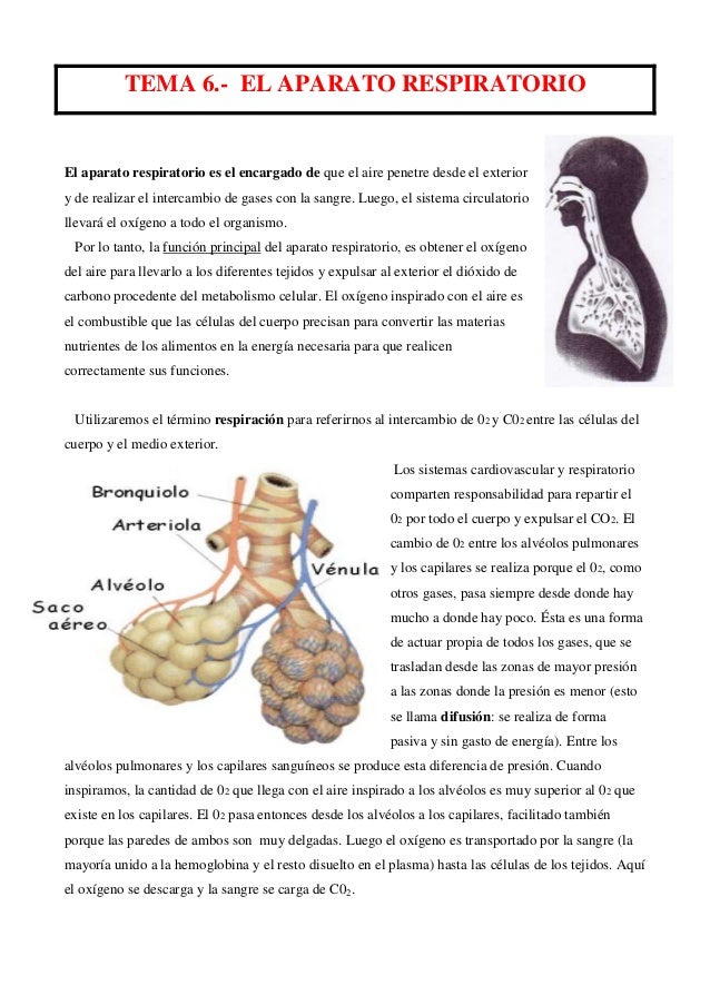 sistema respiratorio