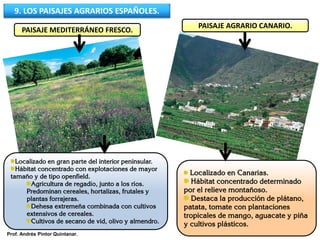9. LOS PAISAJES AGRARIOS ESPAÑOLES.
PAISAJE AGRARIO CANARIO.
Localizado en Canarias.
Hábitat concentrado determinado
por el relieve montañoso.
Destaca la producción de plátano,
patata, tomate con plantaciones
tropicales de mango, aguacate y piña
y cultivos plásticos.
Localizado en gran parte del interior peninsular.
Hábitat concentrado con explotaciones de mayor
tamaño y de tipo openfield.
Agricultura de regadío, junto a los ríos.
Predominan cereales, hortalizas, frutales y
plantas forrajeras.
Dehesa extremeña combinada con cultivos
extensivos de cereales.
Cultivos de secano de vid, olivo y almendro.
PAISAJE MEDITERRÁNEO FRESCO.
Prof. Andrés Pintor Quintanar.
 