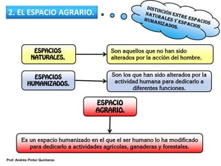 2. EL ESPACIO AGRARIO.
ESPACIOS
NATURALES.
ESPACIOS
HUMANIZADOS.
Son los que han sido alterados por la
actividad humana para dedicarlo a
diferentes funciones.
Son aquellos que no han sido
alterados por la acción del hombre.
ESPACIO
AGRARIO.
Es un espacio humanizado en el que el ser humano lo ha modificado
para dedicarlo a actividades agrícolas, ganaderas y forestales.
Prof. Andrés Pintor Quintanar.
 