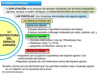 → Irregulares (por ocupación espontánea del espacio agrario o los
condicionante del relieve).
→Regulares (propias de una ordenación previa del espacio agrario.
3.1
ESTRUCTURA
DEL
ESPACIO
AGRARIO
LAS PARCELAS: Son divisiones elementales del espacio agrario.
La EXPLOTACIÓN es el conjunto de parcelas trabajadas por el mismo empresario
agrícola, aunque no estén contiguas, e independientemente de si son suyas o no.
LAS PARCELAS PUEDEN SER
SEGÚN SUS LÍMITES
•Campos Abiertos u Openfield (carentes de límites)
•Campos cerrados o Bocage (rodeadas por setos, piedras, etc..).
SEGÚN SU TAMAÑO
→ Grandes (latifundios): más de 10hectáreas (ha).
→ Medianas: entre 1 y 10 ha.
→ pequeñas (minifundio): menos de 1 ha.
SEGÚN SU FORMA.
Tamaño y forma son los elementos que nos permiten analizar mejor el paisaje agrario
en su relación con la economía de la zona.
EL ESPACIO CULTIVADO
Prof. Andrés Pintor Quintanar.
 
