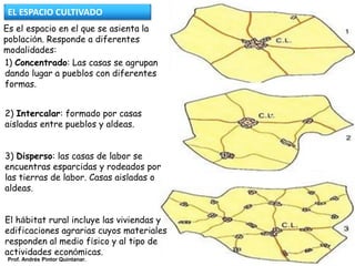 1) Concentrado: Las casas se agrupan
dando lugar a pueblos con diferentes
formas.
2) Intercalar: formado por casas
aisladas entre pueblos y aldeas.
3) Disperso: las casas de labor se
encuentras esparcidas y rodeados por
las tierras de labor. Casas aisladas o
aldeas.
El hábitat rural incluye las viviendas y
edificaciones agrarias cuyos materiales
responden al medio físico y al tipo de
actividades económicas.
EL ESPACIO CULTIVADO
Es el espacio en el que se asienta la
población. Responde a diferentes
modalidades:
Prof. Andrés Pintor Quintanar.
 