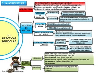 LA
AGRICULT
URA.
AGRICULTURA
Se dedica al cultivo de vegetales para producir
fundamentalmente alimentos. Al analizar los usos agrarios
tenemos que conocer los diferentes tipos de cultivo y los
sistemas de cultivo que incluyen múltiples variantes.
SISTEMAS
DE
CULTIVO.
VARIEDAD
DE
CULTIVOS
MONOCULTIVO Una sola especie vegetal en un
espacio agrícola determinado.
POLÍCULTIVO
Diversas especies vegetales en un mismo
espacio agrícola. Destacan los productos de
huerta
USO DEL
AGUA
REGADÍO (aportes adicionales)
SECANO (sólo precipitaciones).
MODO DE OCUPACIÓN
DEL SUELO
-Continuo (sin descanso)
- Rotación (barbecho en sus diferentes modalidades
año y vez o rotación de cultivos oxigenantes.
APROVECHAMIENTO DE
LA TIERRA
AGRICULTURA
INTENSIVA
ALTOS RENDIMIENTOS Y ALTA
INVERSIÓN EN TRABAJO Y
TECNOLOGÍA
AGRICULTURA
EXTENSIVA
PREDOMINIO DEL BARBECHO Y
NO SE UTILIZA TODO EL SUELO
PARA DEJARLO DESCANSAR.
TIPOS DE
CULTIVOS
HERBÁCEOS
→CEREALES: trigo, avena, centeno, arroz, etc.
→LEGUMBRES: garbanzo, lenteja, judía, etc.
→OLEAGINOSAS: colza, girasol, soja, etc.
→INDUSTRIALES: algodón, tabajo, lino, remolacha, azucarera, etc.
→FORRAJEROS: cebada, alfalfa, berza, etc.
→HORTÍCOLAS.
ARBUSTIVOS
→FRUTALES: naranjos, limoneros, higueras, etc.
→VIÑEDO.
→OLIVAR
3.1.
PRÁCTICAS
AGRÍCOLAS.
3. LA AGRICULTURA.
Prof. Andrés Pintor Quintanar.
 