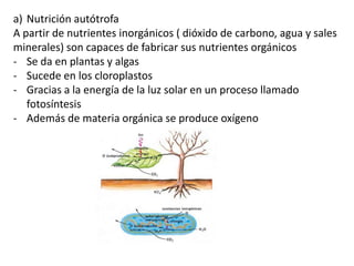 a) Nutrición autótrofa
A partir de nutrientes inorgánicos ( dióxido de carbono, agua y sales
minerales) son capaces de fabricar sus nutrientes orgánicos
- Se da en plantas y algas
- Sucede en los cloroplastos
- Gracias a la energía de la luz solar en un proceso llamado
fotosíntesis
- Además de materia orgánica se produce oxígeno
 