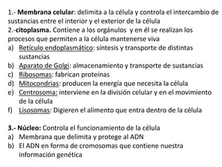 1.- Membrana celular: delimita a la célula y controla el intercambio de
sustancias entre el interior y el exterior de la célula
2.-citoplasma. Contiene a los orgánulos y en él se realizan los
procesos que permiten a la célula mantenerse viva
a) Retículo endoplasmático: síntesis y transporte de distintas
sustancias
b) Aparato de Golgi: almacenamiento y transporte de sustancias
c) Ribosomas: fabrican proteínas
d) Mitocondrias: producen la energía que necesita la célula
e) Centrosoma: interviene en la división celular y en el movimiento
de la célula
f) Lisosomas: Digieren el alimento que entra dentro de la célula
3.- Núcleo: Controla el funcionamiento de la célula
a) Membrana que delimita y protege al ADN
b) El ADN en forma de cromosomas que contiene nuestra
información genética
 