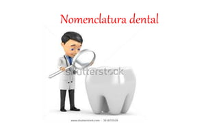 Nomenclatura dental
 